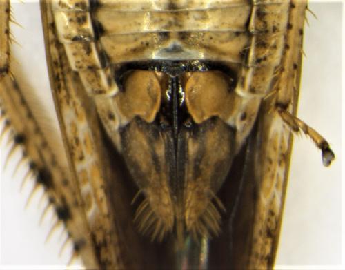 Réf. 311 903 : Allygidius detectus